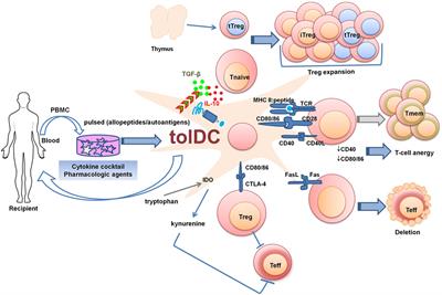 Frontiers | Update on Dendritic Cell Frontiers | Immunological Tolerance